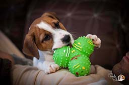 chiot jack russell toulouse