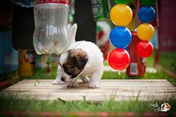 chiot jack russell toulouse