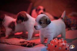 chiot jack russel