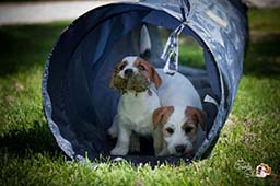 chiot jack russel toulouse