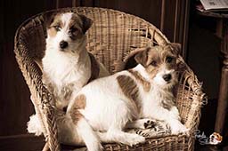 jack russell poil dur