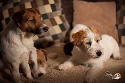 jack russell toulouse