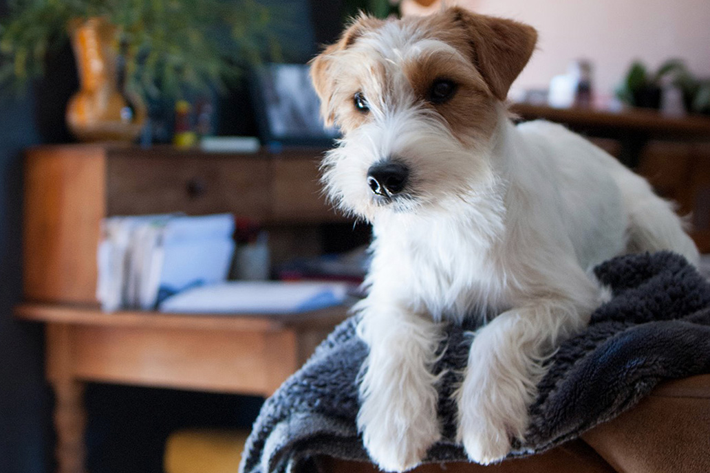 jack russell toulouse