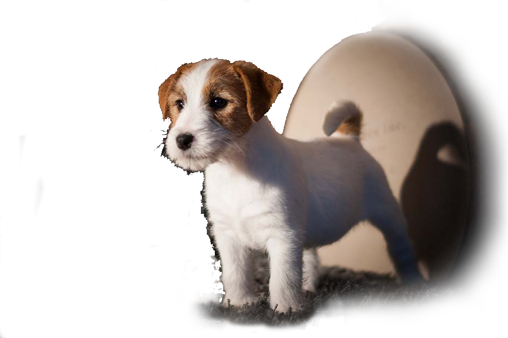 chiot jack russell