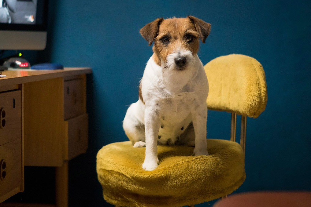 jack russell poil broken