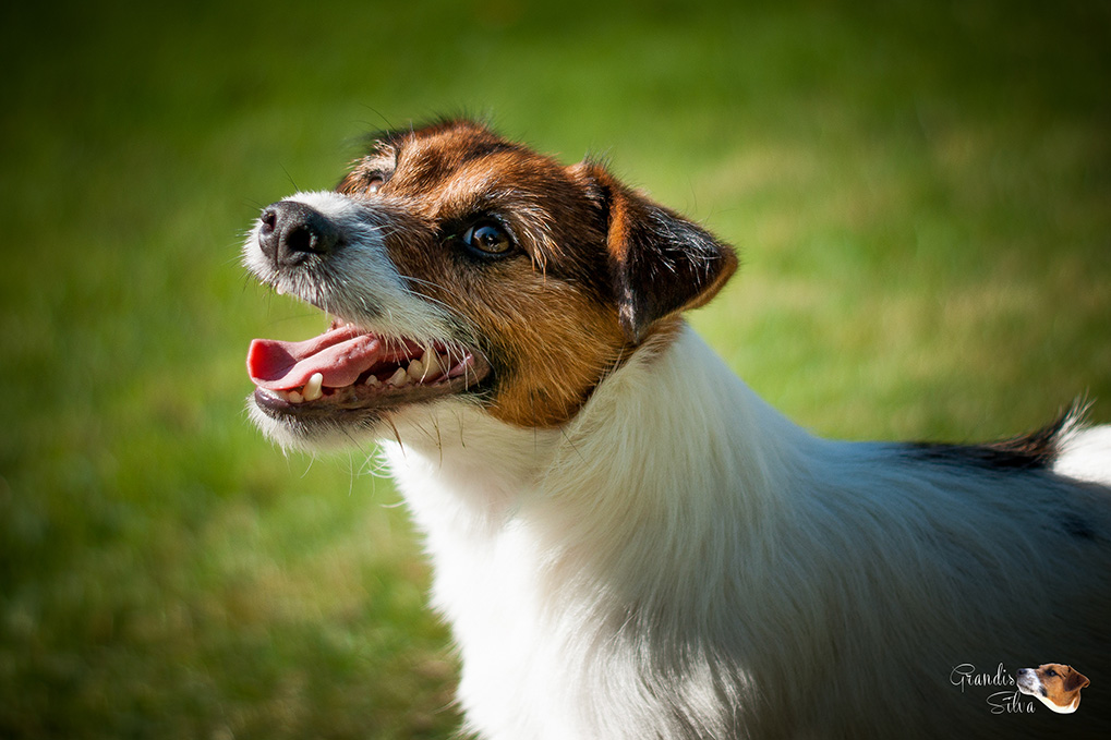 Jack Russell poil broken
