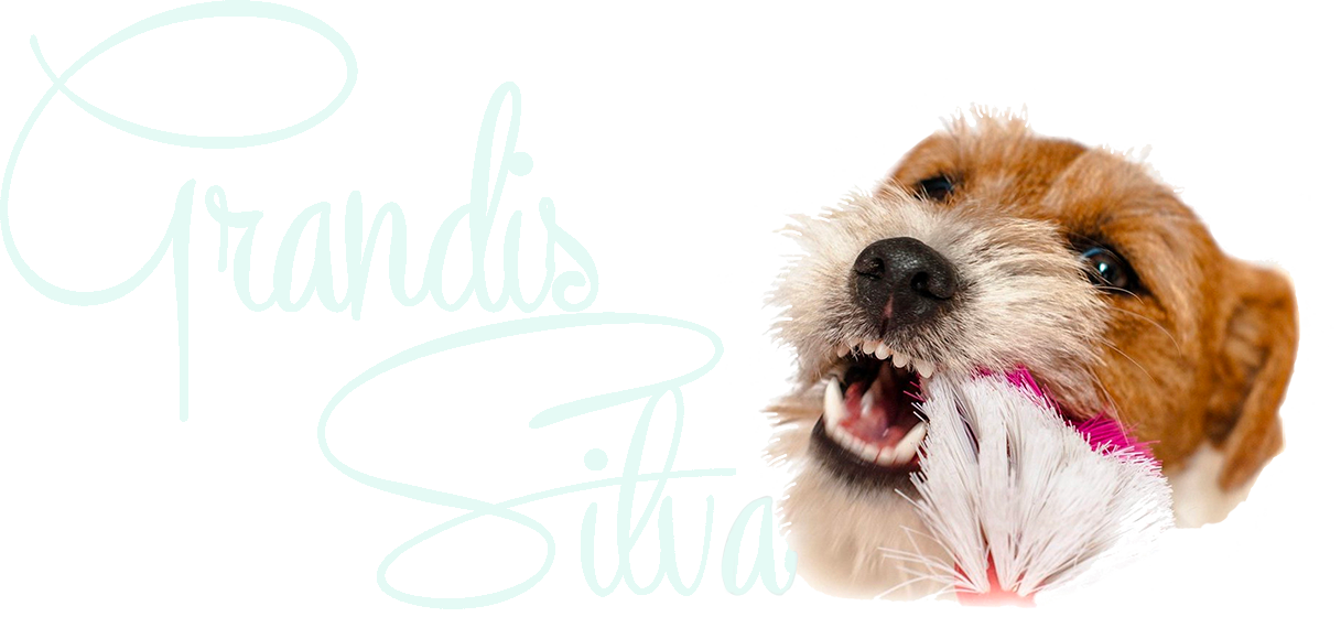 jack russell toulouse