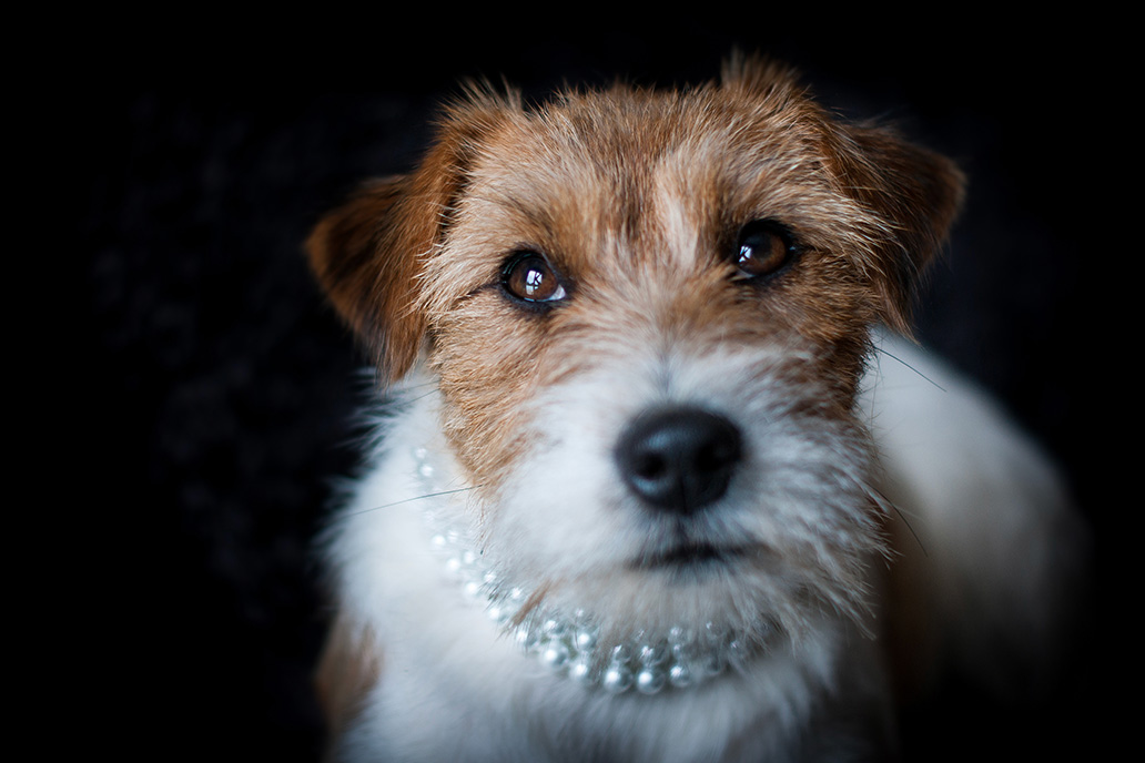 jack russell toulouse