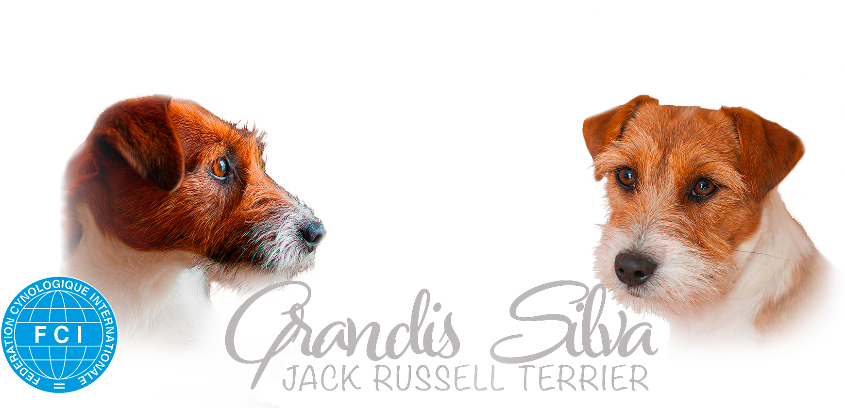 jack russell toulouse