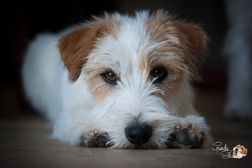 Jack Russell poil dur