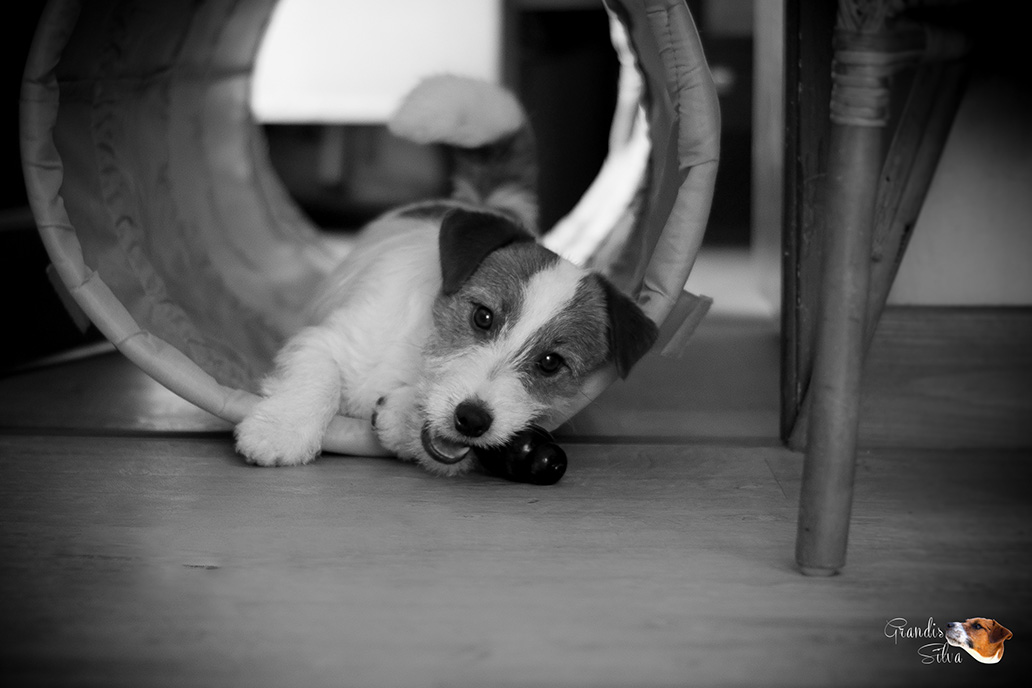 Jack Russell toulouse